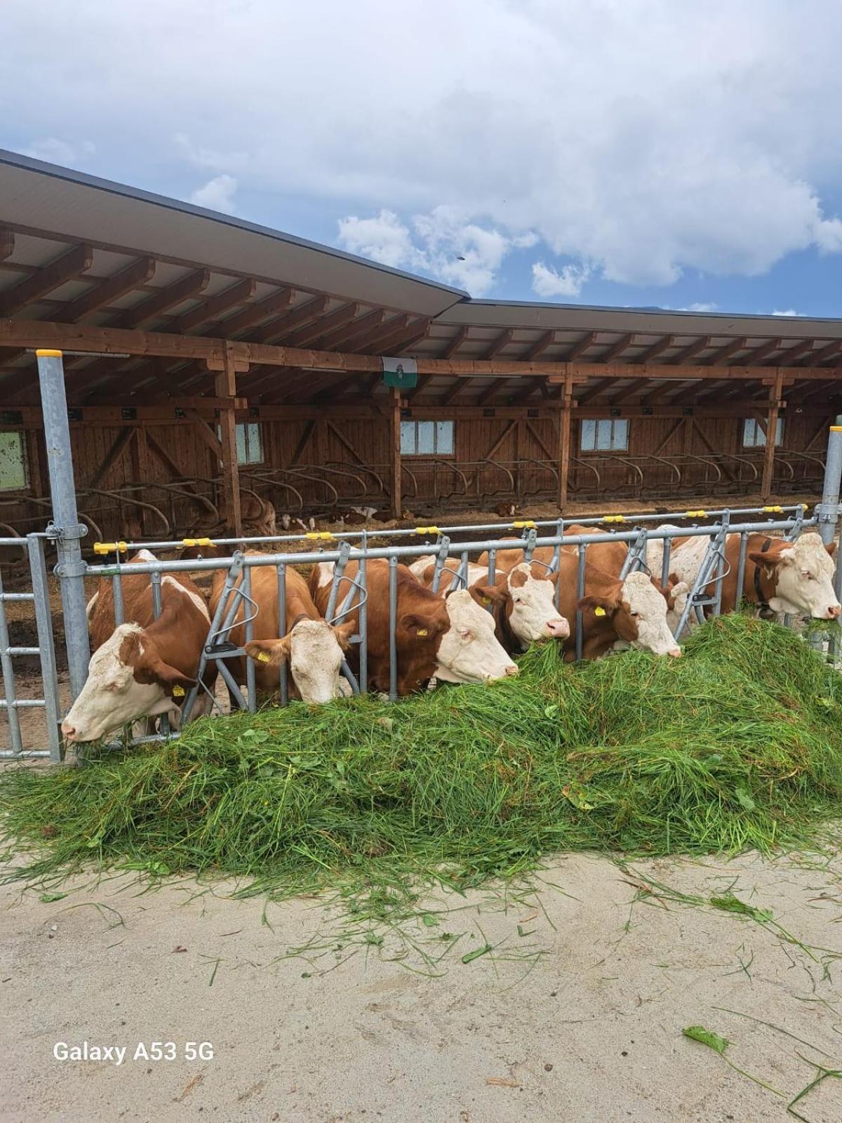 Апартаменты Bio-Peisingerhof Sankt Stefan ob Leoben Экстерьер фото